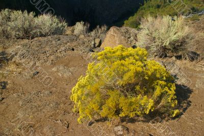 Desert trees and basalt cliffs and talus