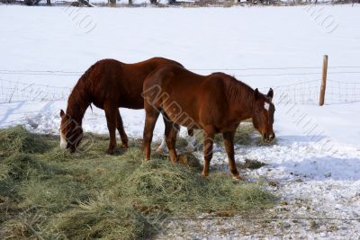 Pair of brown horses grazing in winter pasture