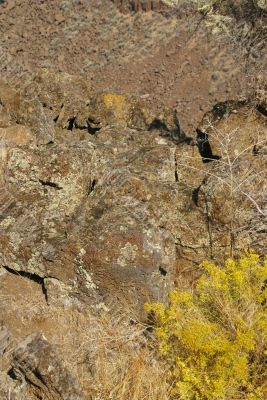 Desert trees and basalt cliffs and talus