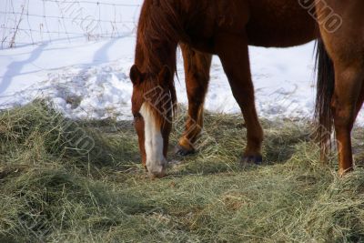 Single brown horse grazing in winter pasture