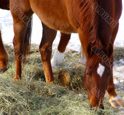 Single brown horse grazing in winter pasture