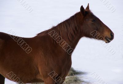 Single brown horse grazing in winter pasture