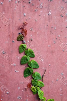 Creeper on a Pink Wall