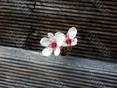 Blossom Blossom