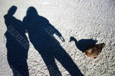 Shadows Shadows