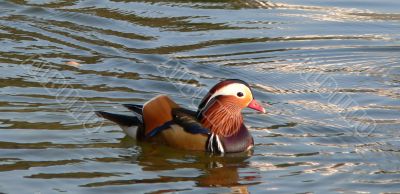 The duck The duck