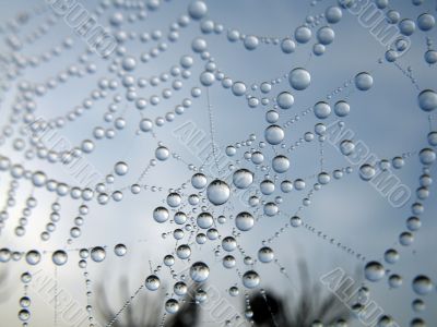 cobweb cobweb