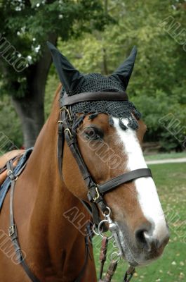 Brown horse