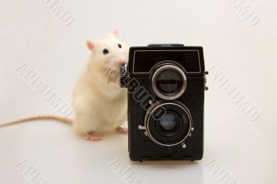 Rat - the photographer