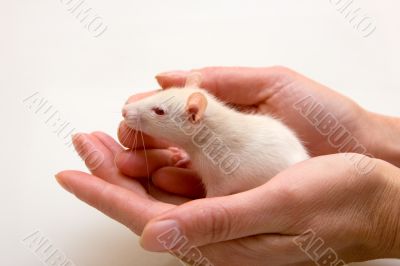 Yang rat in hands