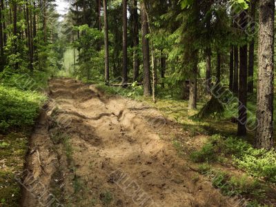 sand cutting in fur wood