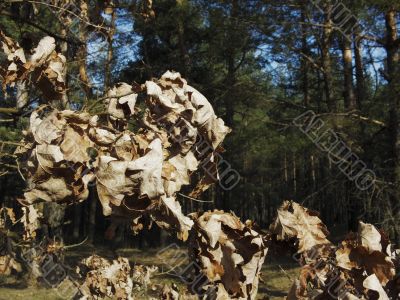 autumn oak foliage