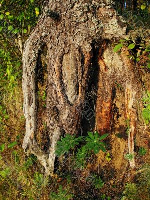 trunk of the sunlit pine