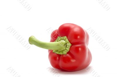 One Red cayenne