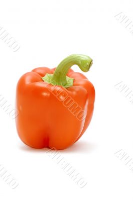 Red cayenne