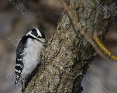 Downy Woodpecker (Picoides pubescens)