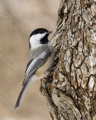 Black-capped Chickadee (Parus atricapillus)