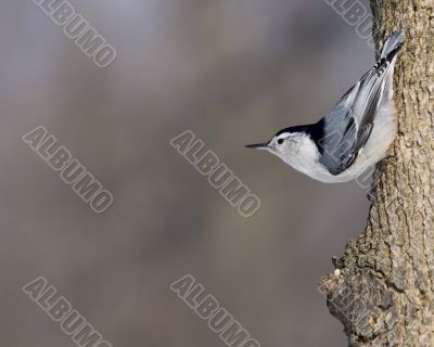 White-breasted Nuthatch (Sitta carolinensis)