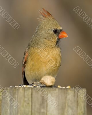 Cardinal (Cardinalis cardinalis)