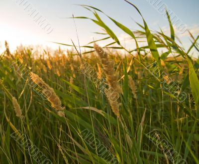 green grass illuminated by sunlight close-up