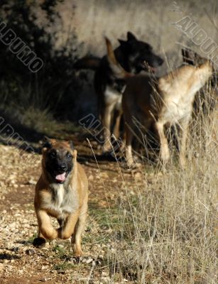 running puppy malinois