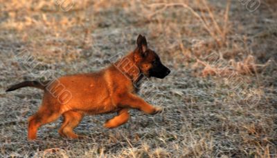 running puppy