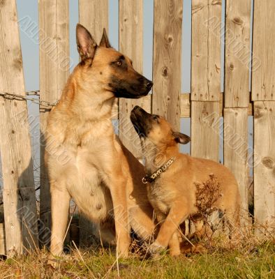 mother and puppy dogs
