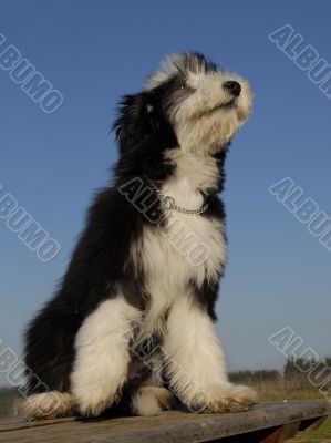 puppy berdead collie