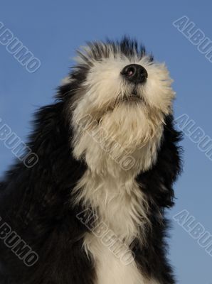 puppy bearded collie