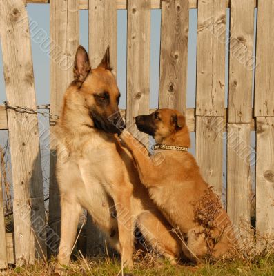 mother dog and puppy