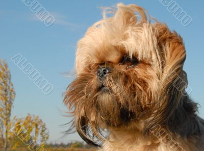shi tzu