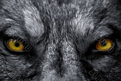 eyes of wolf