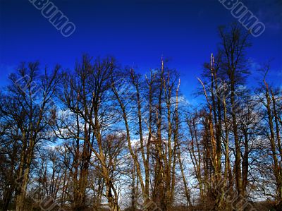 trees in winter against rich blue sky