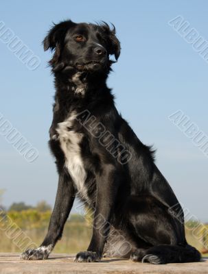 border collie