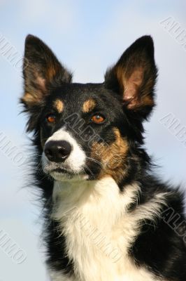 border collie