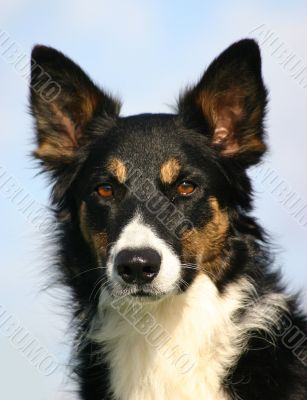 border collie