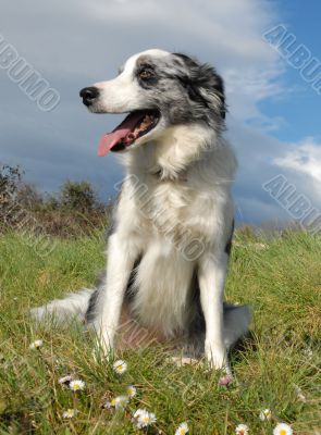 border collie