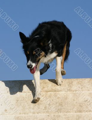 border collie