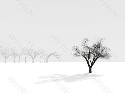 alone winter tree