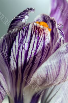 Purple wild crocus open in sunlight