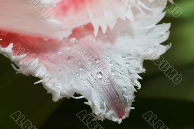 Close-up shot of the stamen of a rose tulip