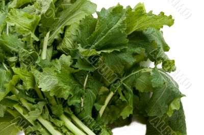 Nutritious Turnip Greens