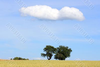 Cornfield with Trees