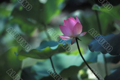 Lotus flower on slender stem