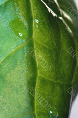 Drop of Grass isolated in white Drop of Grass isolated in white