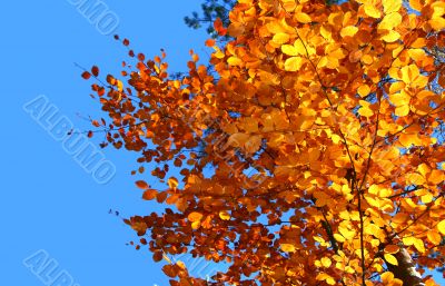top of vivid fall trees