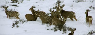 Mule deer herd in deep snow