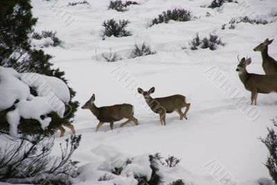 Mule deer herd in deep snow