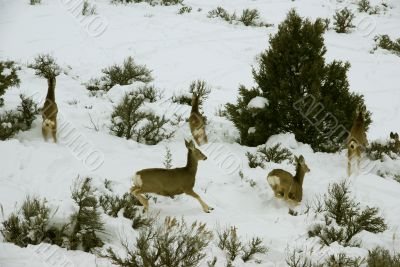 Mule deer herd in deep snow