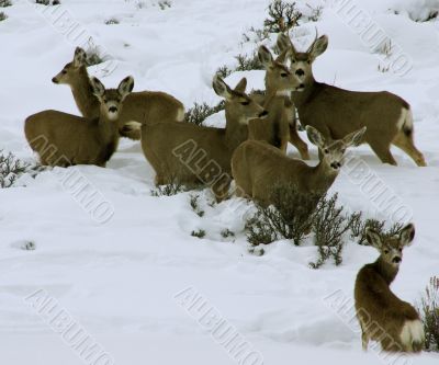 Mule deer herd in deep snow